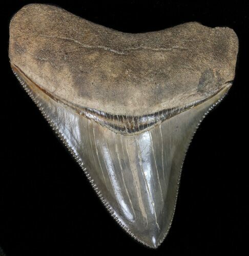 Gorgeous, Serrated, Megalodon Tooth #39932